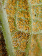 Pucciniastrum symphyti
