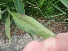 Pucciniastrum symphyti