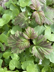 Viburnum opulus opulus