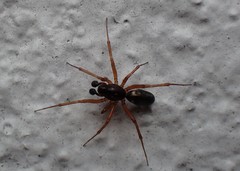 Microlinyphia pusilla