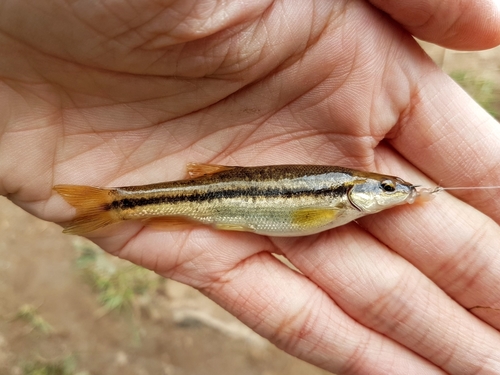 Western Blacknose Dace