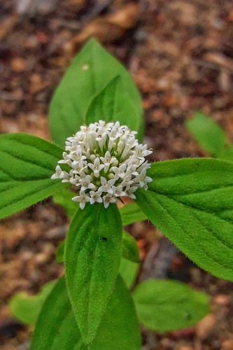 Mitracarpus