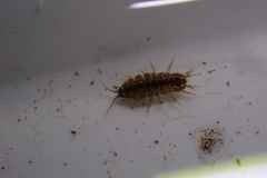 Asellus aquaticus