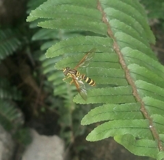 Syrphidae