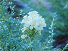 Polemonium brandegeei