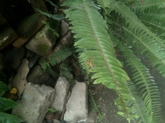 Syrphidae