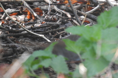 Passerella iliaca