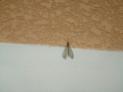 Myrmeleontidae