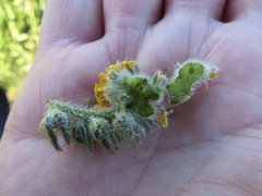 Schizomyia macrofila