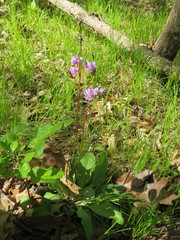 Primula fassettii