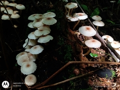 Ripartitella brasiliensis
