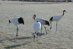 Grus japonensis