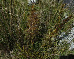 Aciphylla hookeri