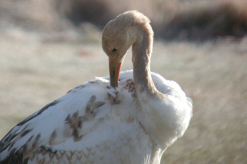 Red-crowned Crane