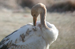Grus japonensis