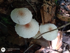 Ripartitella brasiliensis