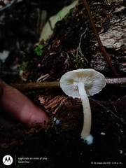 Ripartitella brasiliensis