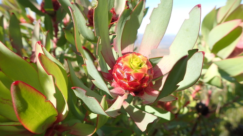 Image of Leucadendron pubibracteolatum by no rights reserved