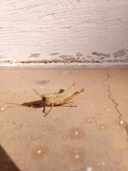Acrididae