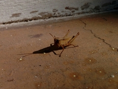 Acrididae