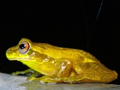 Dendropsophus bogerti