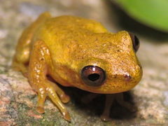Dendropsophus bogerti