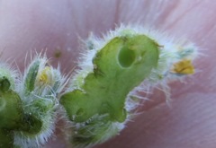 Schizomyia macrofila