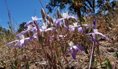 Brodiaea nana
