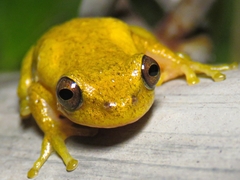 Dendropsophus bogerti