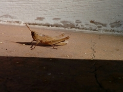 Acrididae