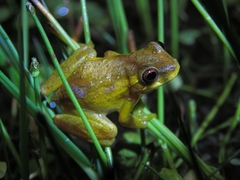 Dendropsophus bogerti