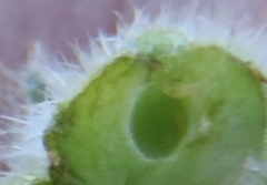 Schizomyia macrofila