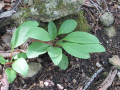 Primula fassettii