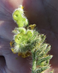 Schizomyia macrofila