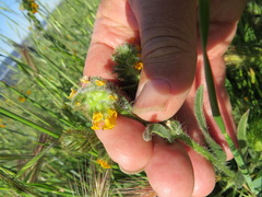 Schizomyia macrofila