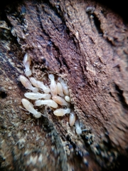 Termitoidae
