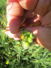 Plagiognathus moerens