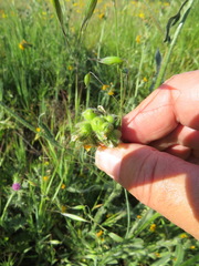 Plagiognathus moerens