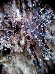 Termitoidae