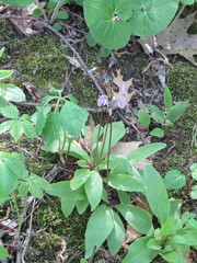 Primula fassettii