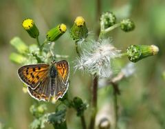Lycaena bleusei