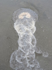 Chrysaora plocamia