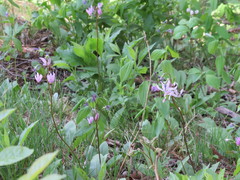 Primula fassettii