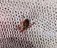 Dermacentor reticulatus