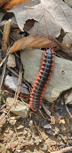 Rudiloria kleinpeteri