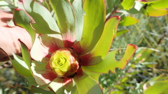Leucadendron pubibracteolatum