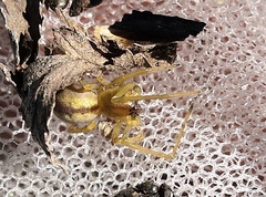 Cheiracanthium erraticum