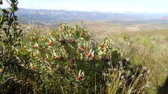 Leucadendron pubibracteolatum