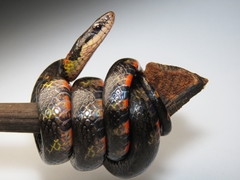 Erythrolamprus epinephalus pseudocobella