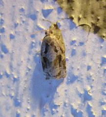 Archips grisea